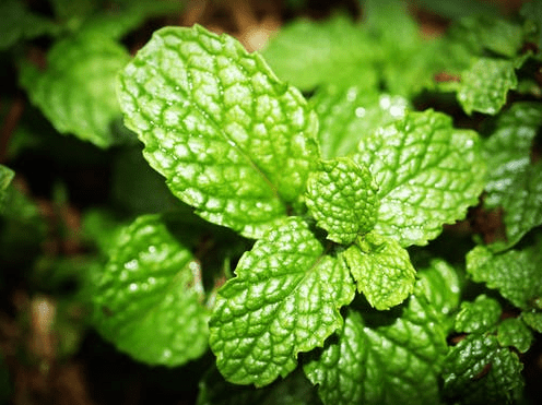 Planting Mint in a Flower Bed