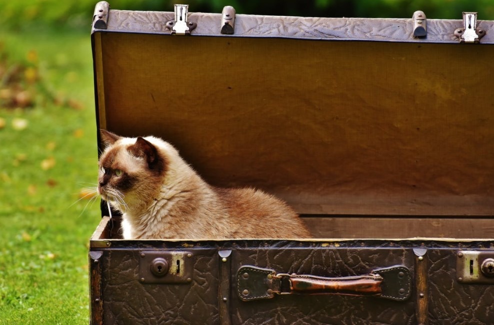 Getting Your Cat Ready for a Safe and Healthy Delivery 