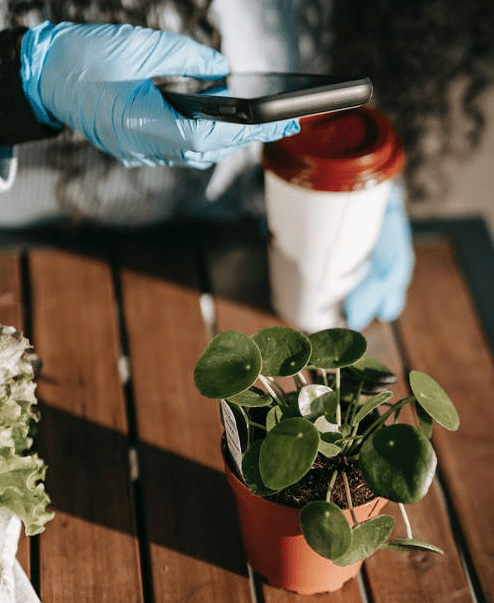 Acclimatize the Plants