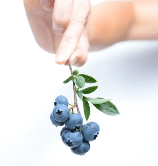 Blueberries