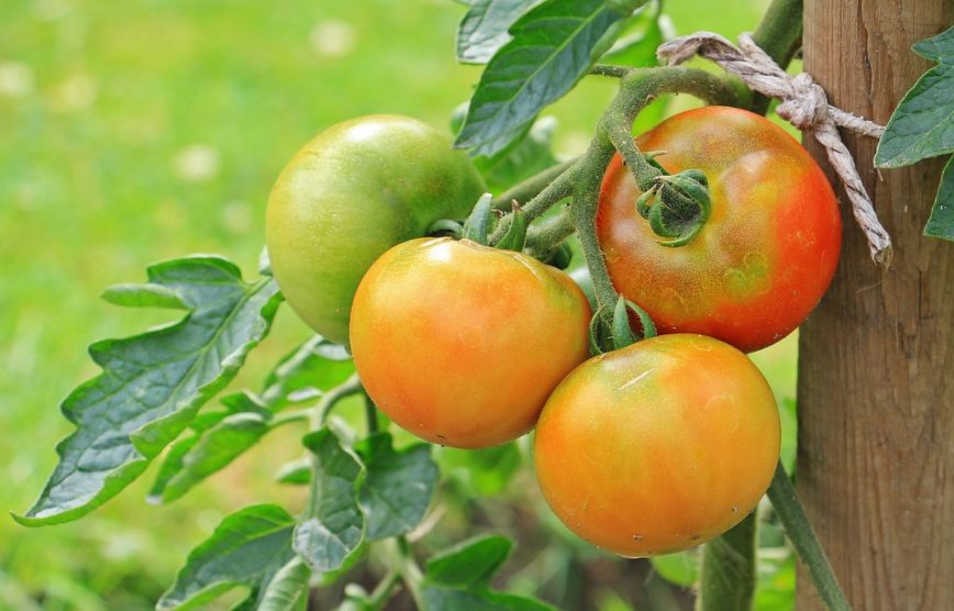 ripe tomatoes
