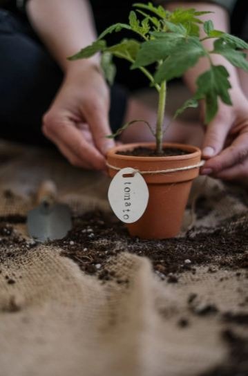 tomato plant in a pot
