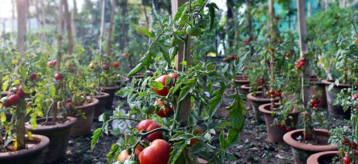 tomato plants in pots