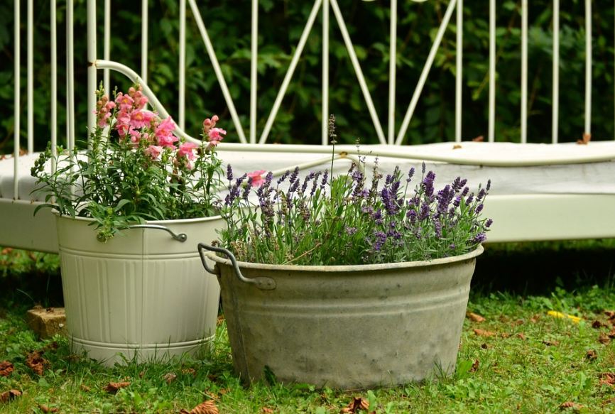 beautiful flowers in containers