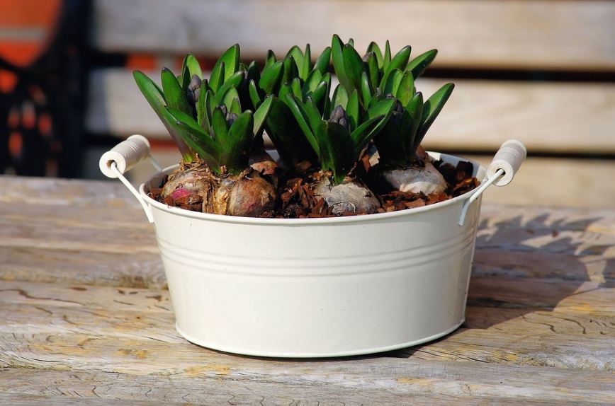 onions planted in a container