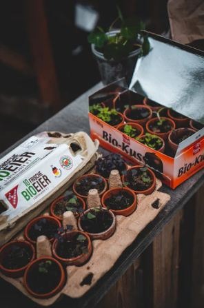 small pots of plants
