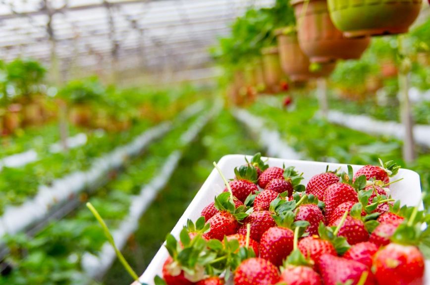 freshly harvested strawberries