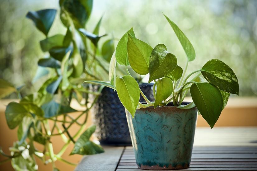 Pothos plant in a rustic pot