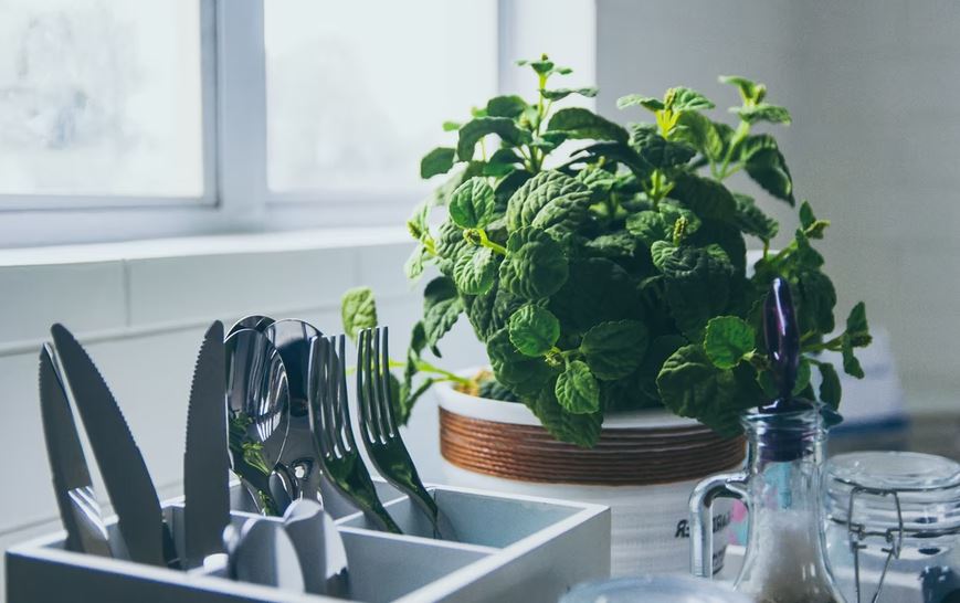 a kitchen plant along with silverwares