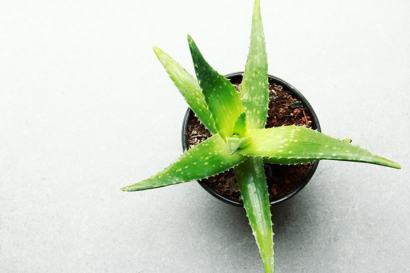 an aloe vera plant