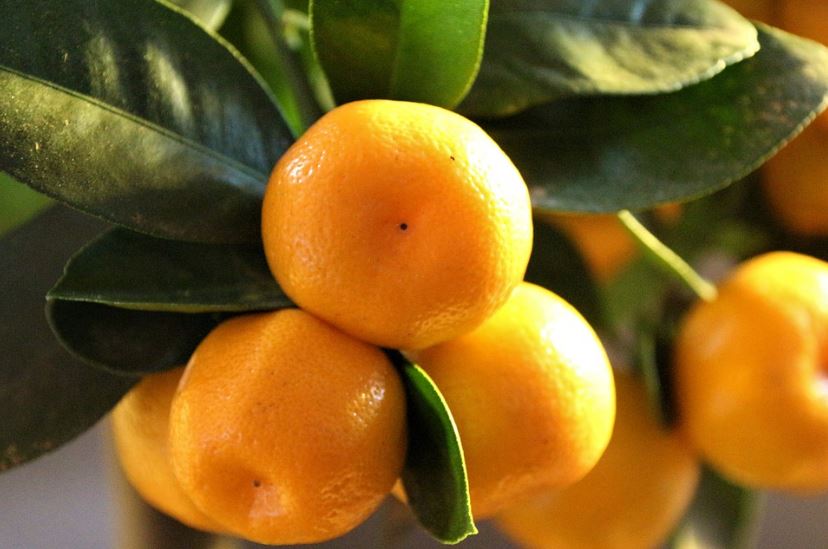 orange fruits