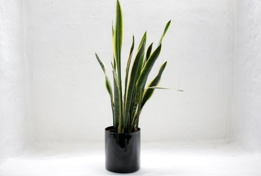 snake plant in a black pot