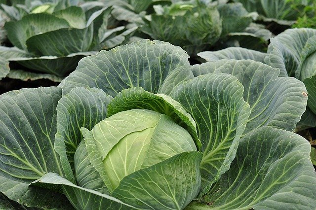 cabbage plant
