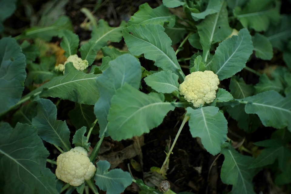 cauliflower plant