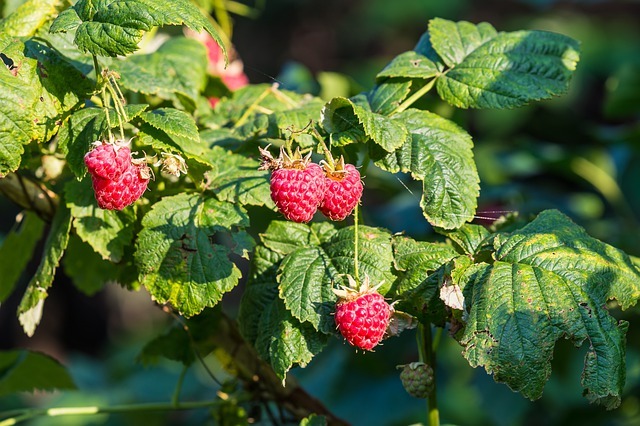 red raspberry plant