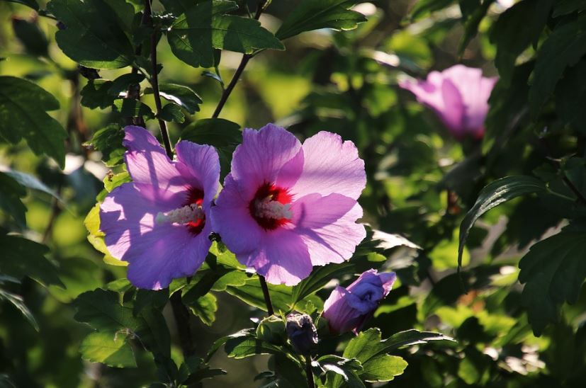 Rose of Sharon plant
