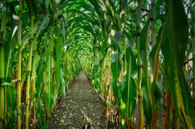 a corn field