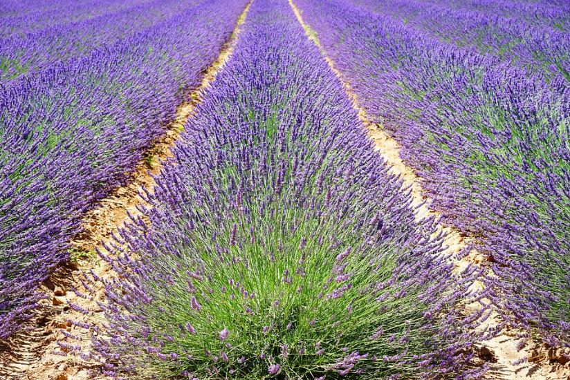 a field of lavender