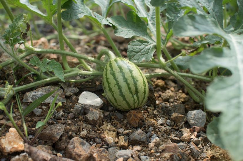 a small watermelon plant