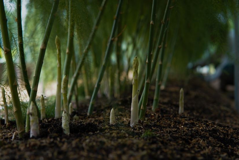 asparagus plant
