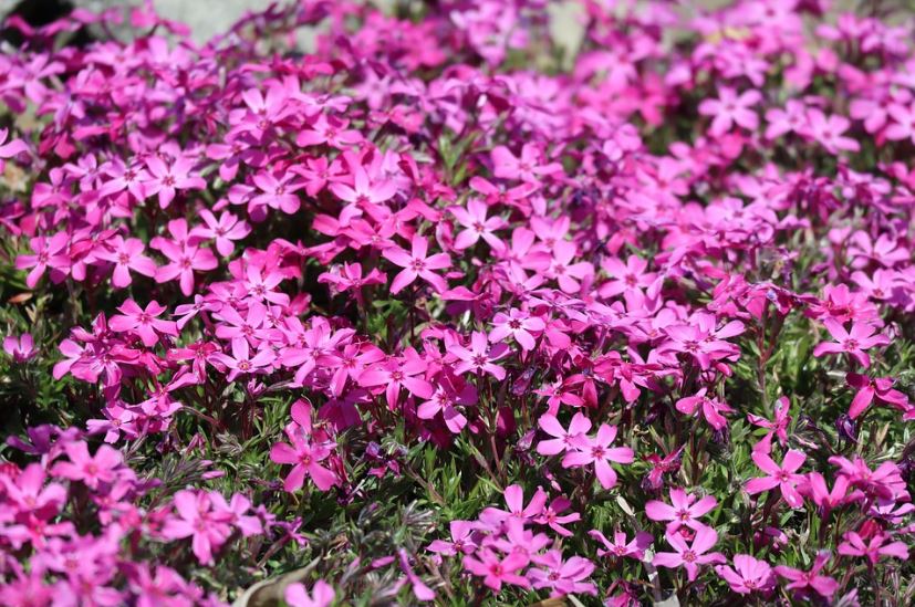 moss phlox flowers