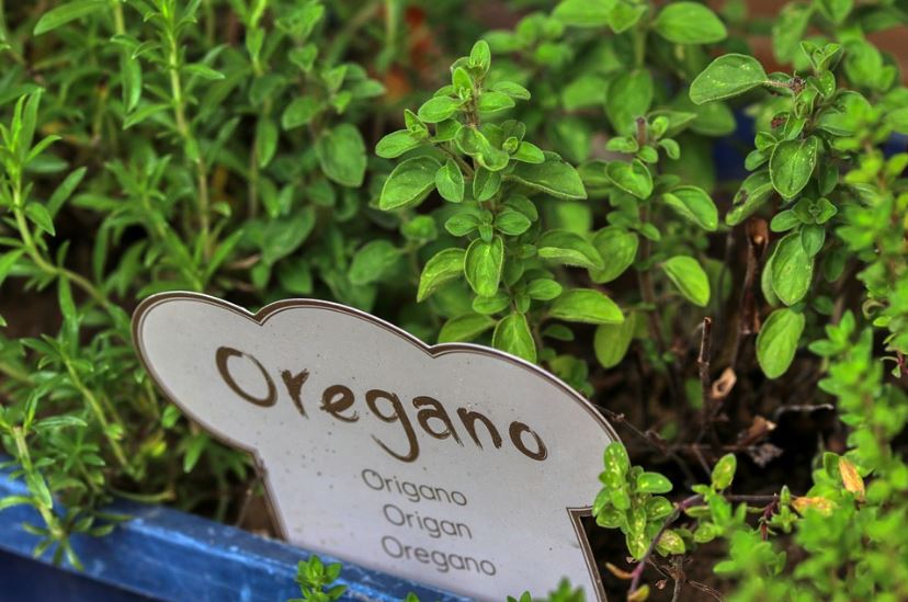 oregano plant