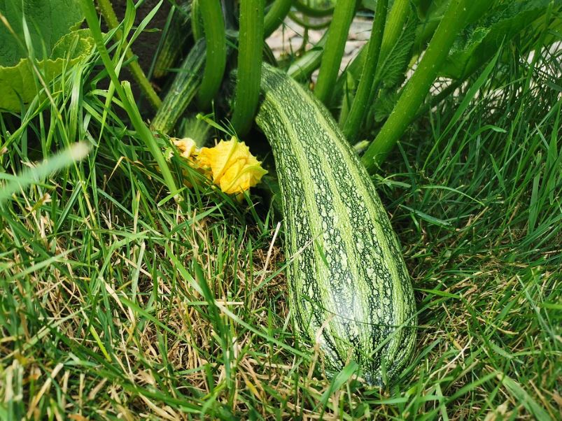 zucchini plant