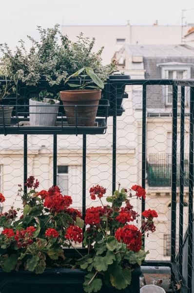 pots of flowering plants on a balcony