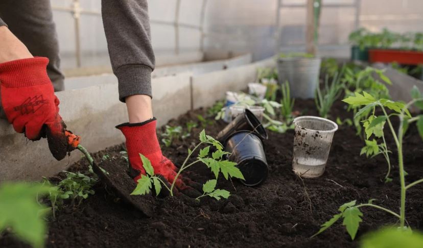 person planting in a garden