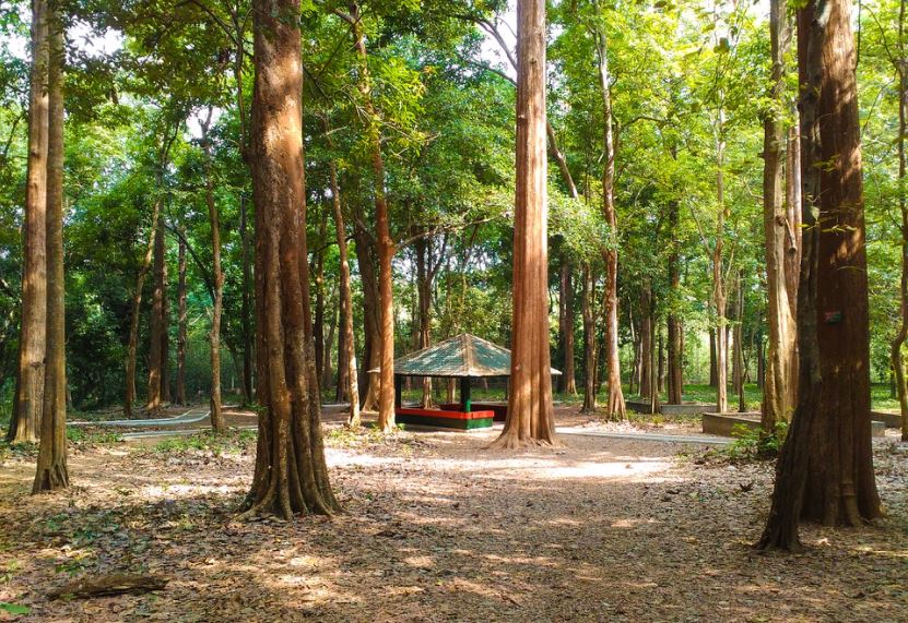 teak tree plantation