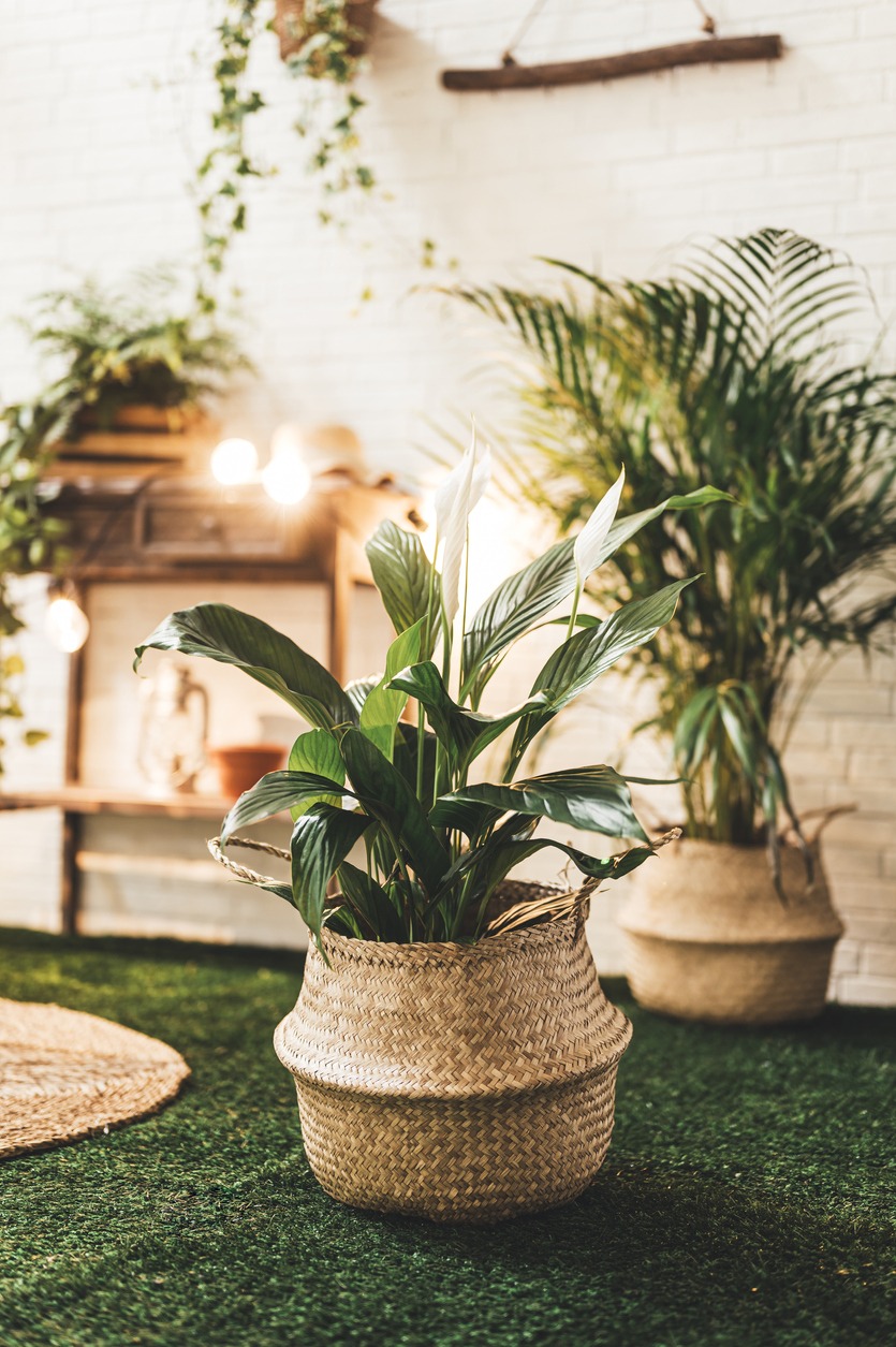 A seagrass basket pot with plant on a fake grass floor