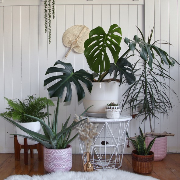Group of different indoor pot plants with various plants and planters