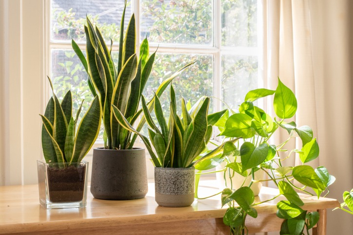 Indoor houseplants grouped next to a window in a home