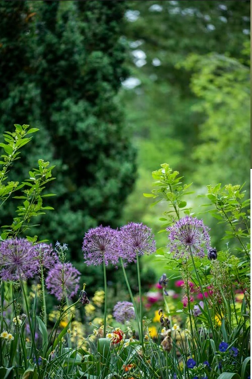 Gardening, HD Forest Wallpapers, Flower Images