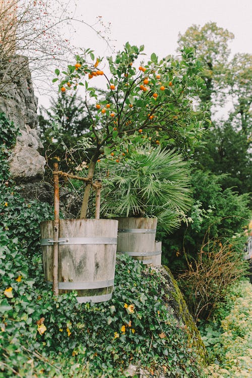 Plant Perennial Plants