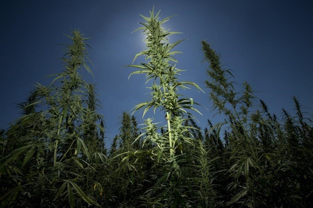 How is Delta 8 THC used