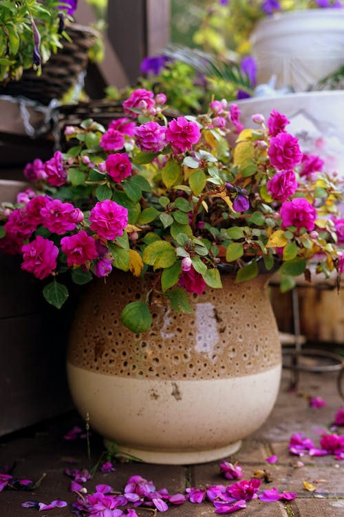 Bougainvillea