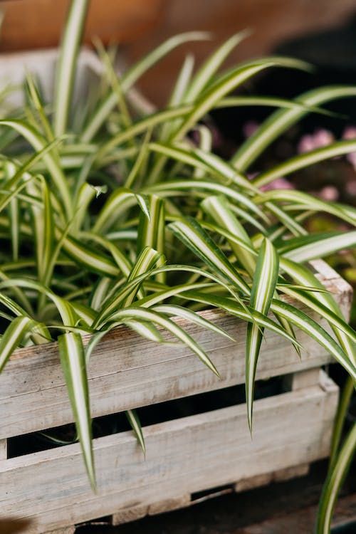 Spider Plant