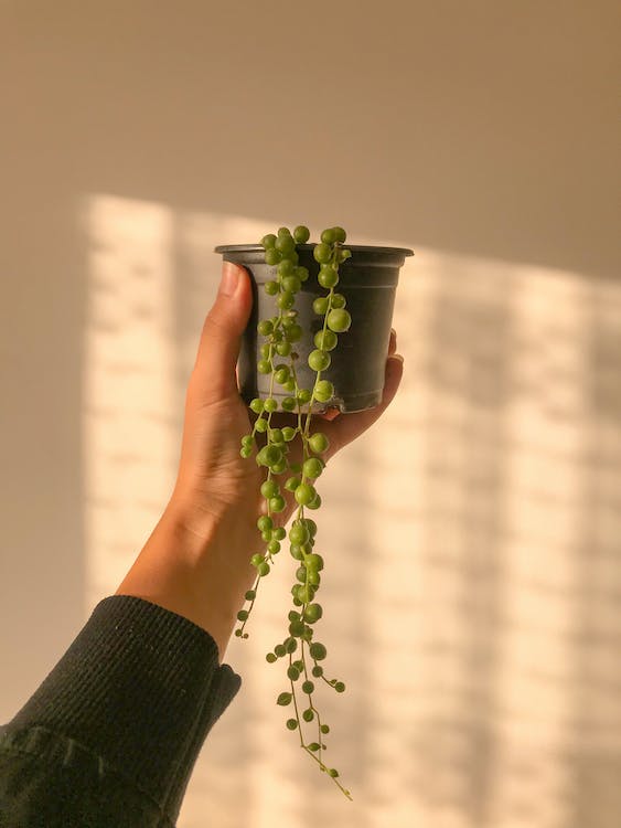 String of Pearls