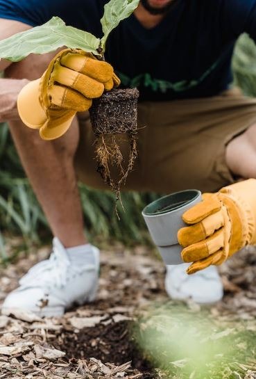 Allow your plants ample space to flourish