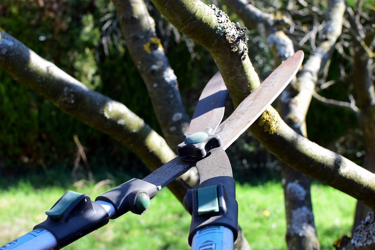 Tree pruning, Pruning a tree branch