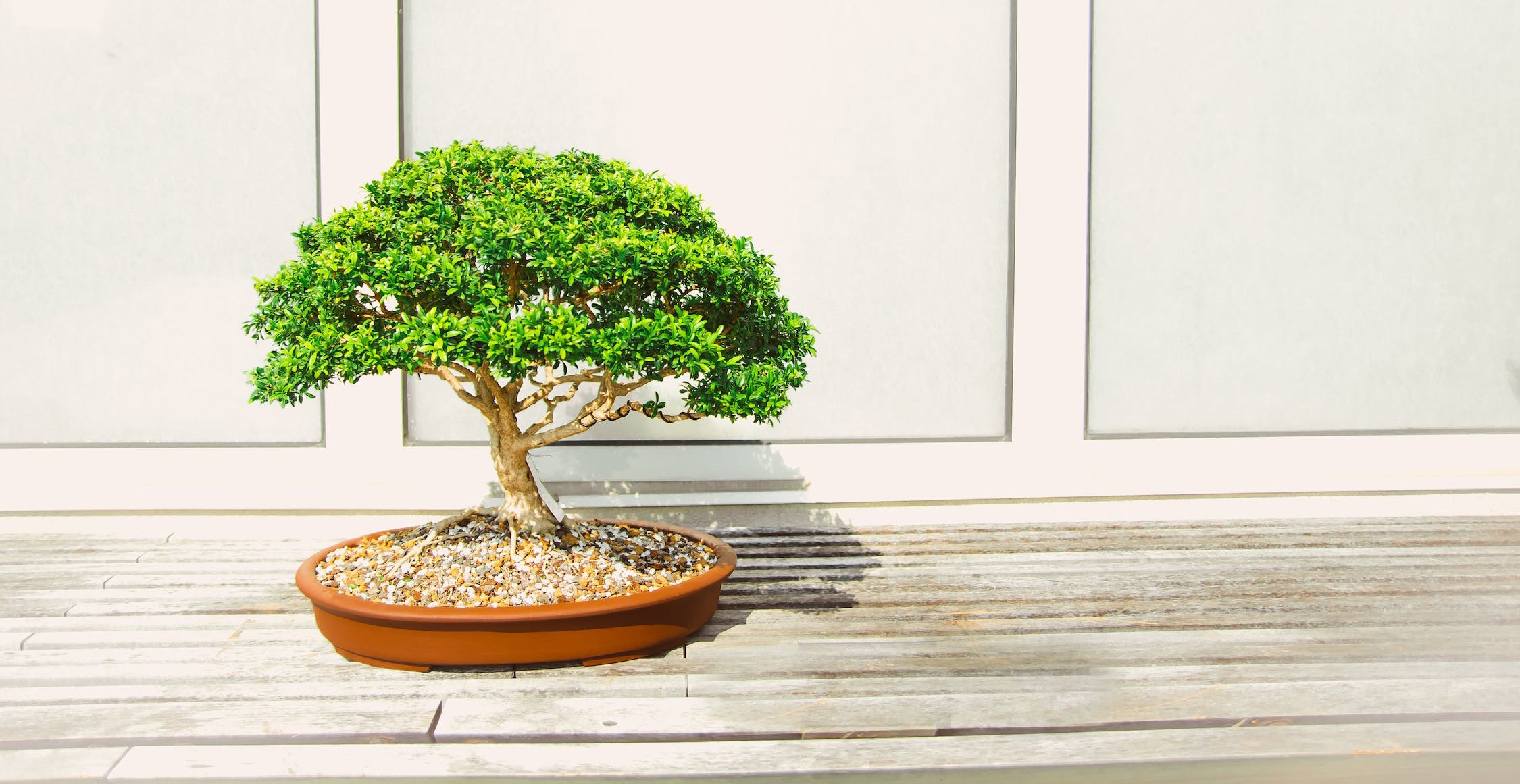 Bonsai tree, Bonsai tree outside