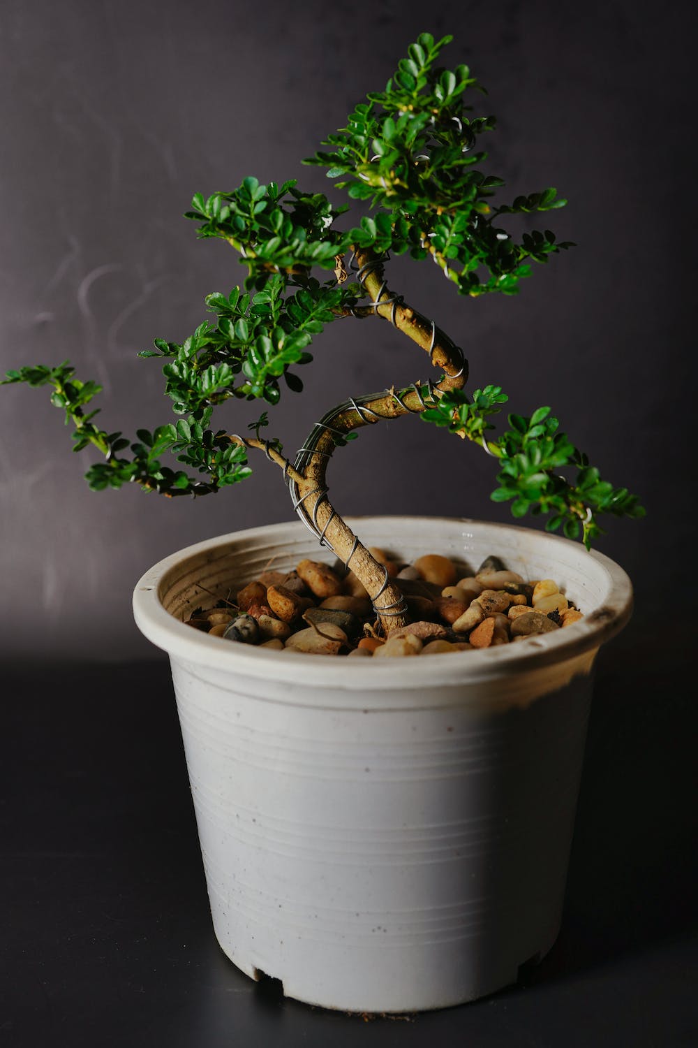Bonsai tree, Bonsai with wires