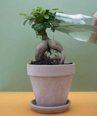 Watering a bonsai, Watering a bonsai tree