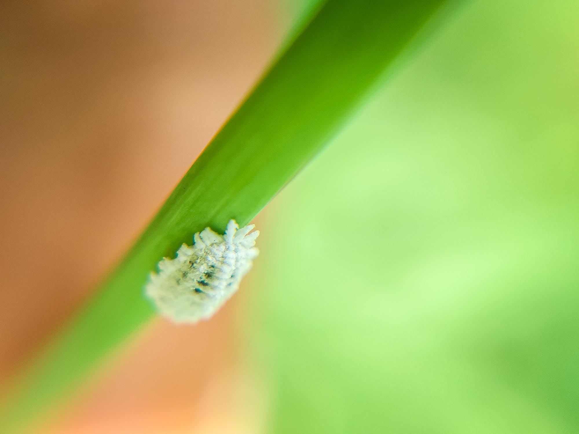 Mealybug