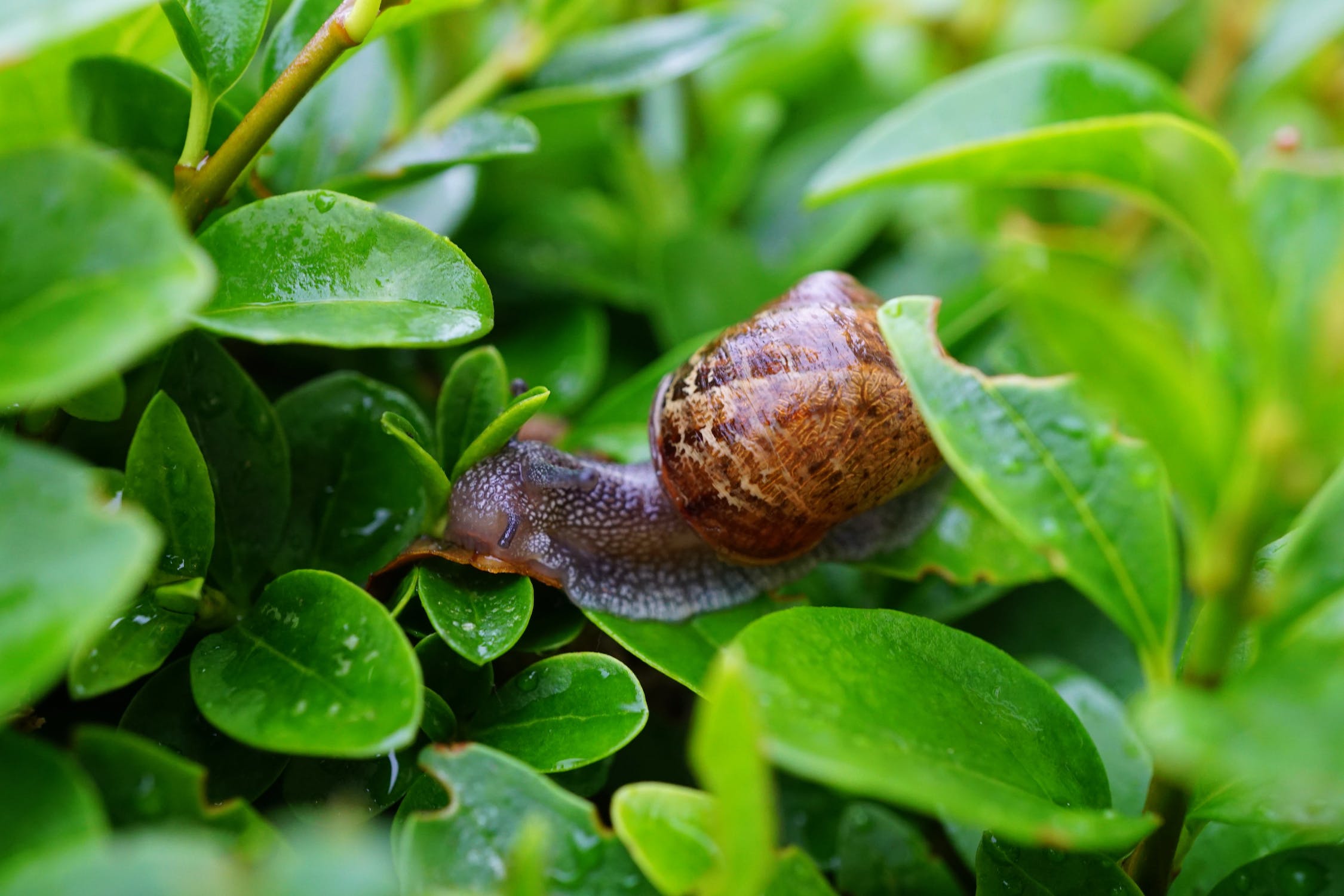 Snail, Snail on green leaves