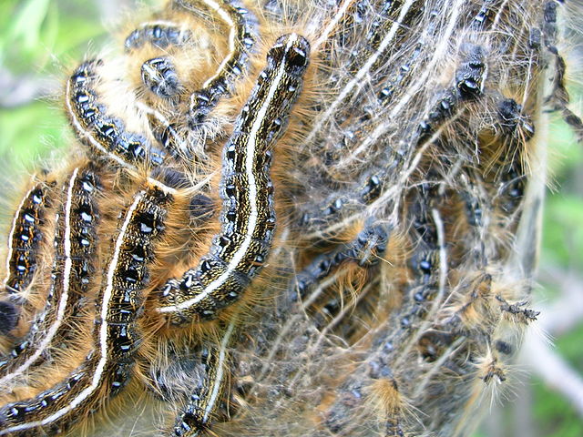 Tent caterpillar, Eastern tent caterpillar