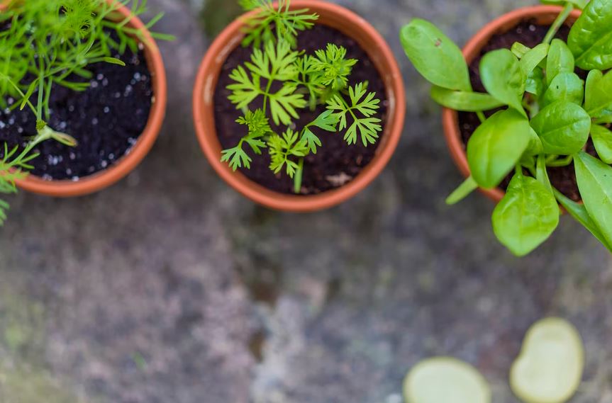 Plant suitable neighbors