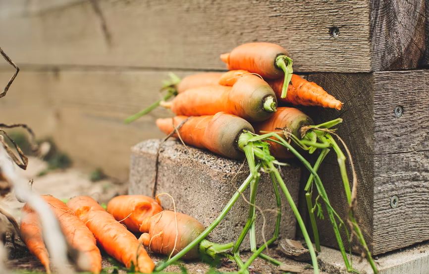 Choose the Right Variety of Carrots