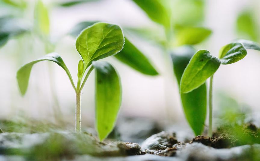 How to Plant Carrot Seeds in Containers